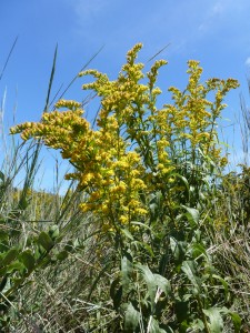 A modern-day goldenrod plant in the Native Plant Garden.