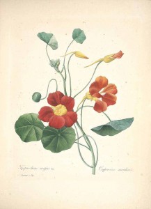 Nasturtium/Tropaeolum (P. J. Redouté, 1833)