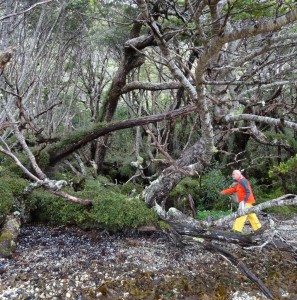 The author exploring a Nothofagus forest