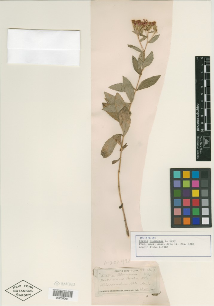 Stevia plummerae