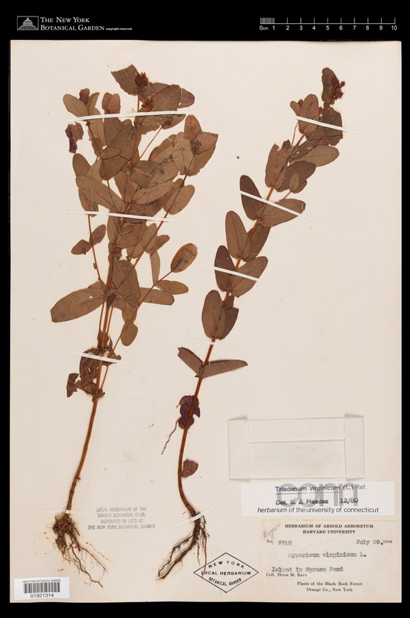 Herbarium specimen from our holdings of Colden's Gardenia, or Hypericum virginicum L., collected in the same region where Jane Colden first described the plant.