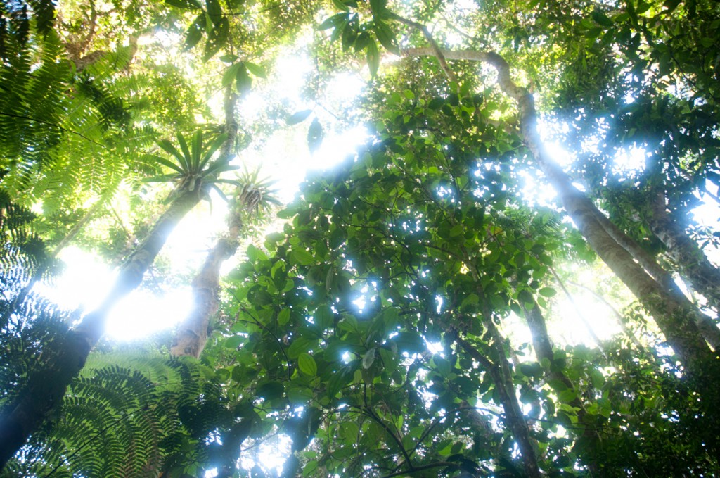 Canopy of Atlantic Forest in Espiritu Santo. Less than 11 percent of the original forest remains.