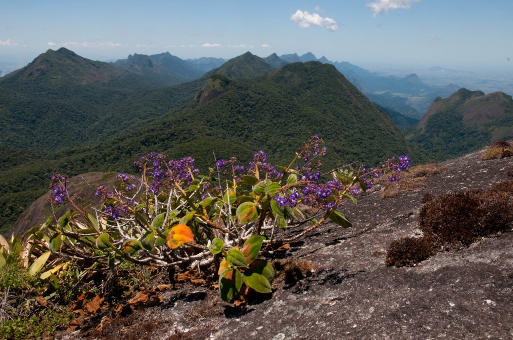 Granitic outcrops and cloud forest in the State of Rio de Janeiro. Mountain systems such as this harbor a great proportion of the endemic species in the Atlantic Forests.