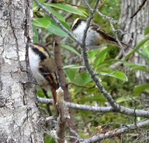 Small birds greet the collectors, unafraid of new visitors