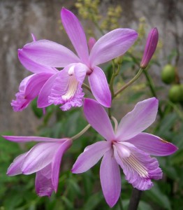 Bletia patula, native to Cuba, Hispaniola, and Puerto Rico. (Photo by Diego Nazario) 