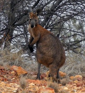 A collaborator in New South Wales