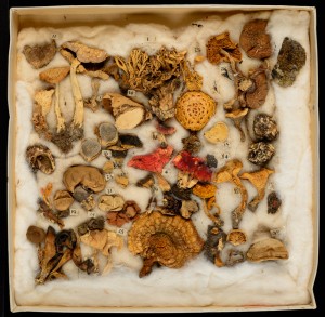 Eaton's Fungal Collection