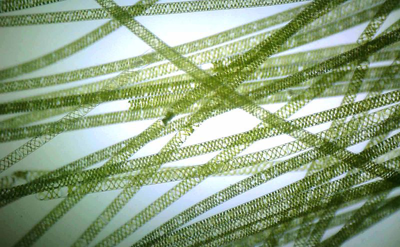 Microscopic green alga Spirogyra, with its spirally arranged chloroplasts. Photograph from the Delwiche lab.