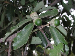 Quercus oak acorn