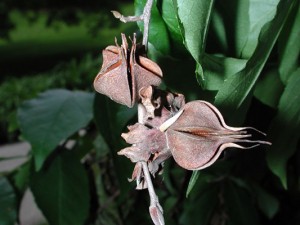 Stewartia