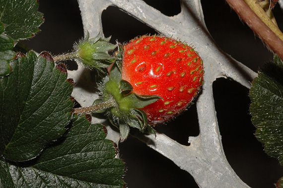 fragaria strawberry