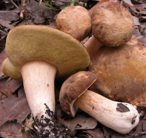 Boletus austroedulis