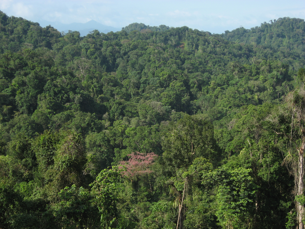 Project Rondônia: On the Ground in Brazil's  Rain Forest - Science  Talk Archive