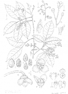 A botanical illustration of Dacryodes patrona by Bobbi Angell. A scientifically accurate illustration such as this is prepared for every new plant species.  