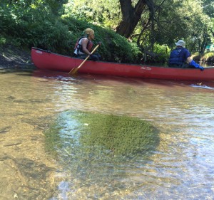 In canoe from left: Elaine Feliciano, NYC Parks, Conservation Crew Leader, Bronx River Alliance and Adam Felber, Bronx River Alliance. In the foreground is common pondweed (Elodea canadensis), one of the native species found.