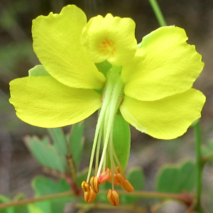 Caesalpinia pauciflora, an uncommon species of the bean family.