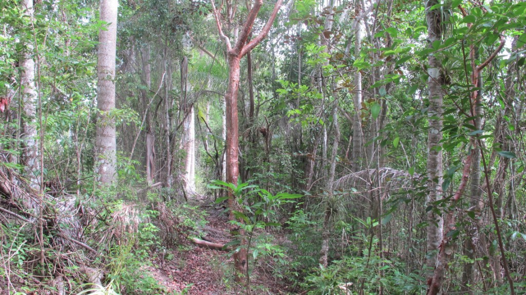 Semi-deciduous forest in the Jobo Rosado Protected Area