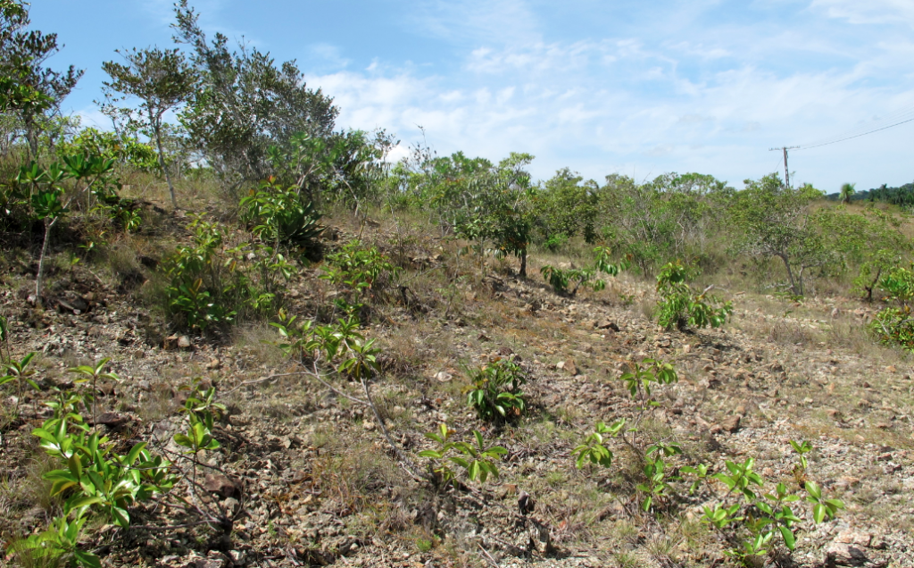 Serpentine savanna near Las Minas