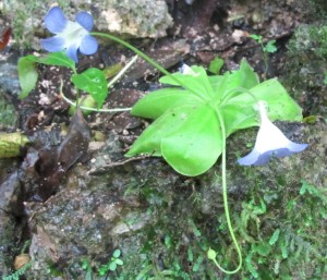 The insectivorous Cuban endemic, Pinguicula jackii