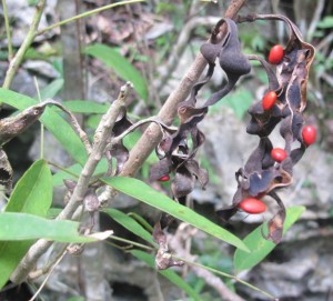 The dried beans and hard red seeds of the endangered Erythina elenae