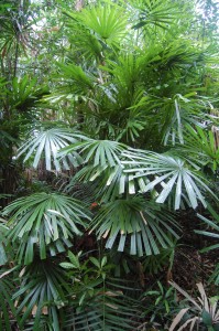 Lanonia centralis growing in central Vietnam