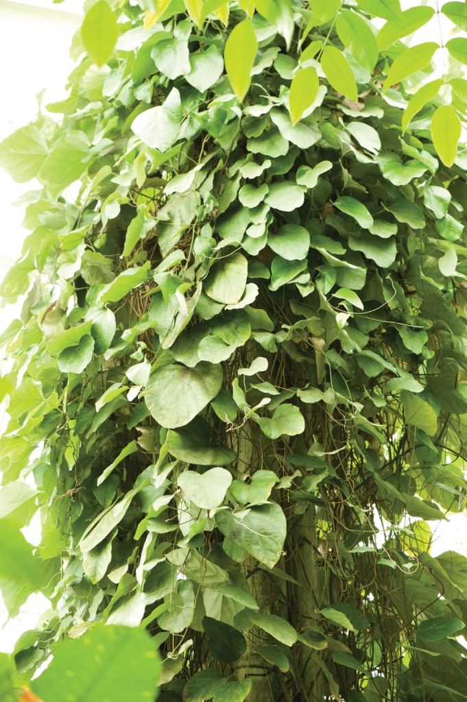 Curare growing in the Haupt Conservatory