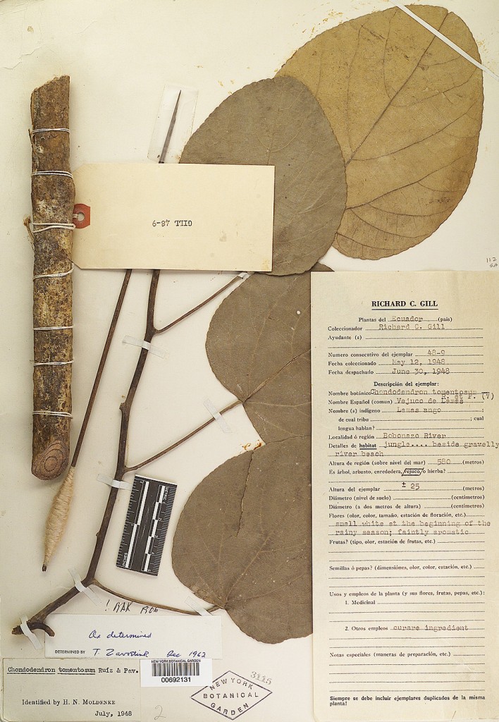 A curare specimen originally collected by Richard C. Gill