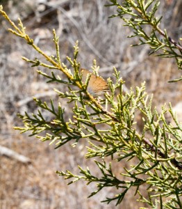 Thorne’s hairstreak (Mitoura thornei), an endangered butterfly, on the branch of a Forbes’ cypress.