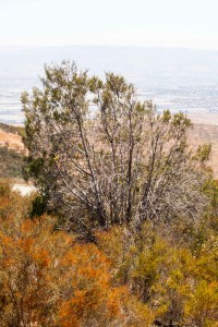 A Forbes’ cypress that survived the Harris wildfire on Otay Mountain with minor charring at the base of the trunks.