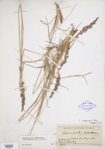 Calmagrostis neglecta specimen collected in 1912