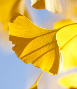 Ginkgo biloba 'Pendula'