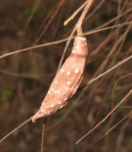 Fruit of P. annamense, collected in Da Dang—Hon Ba Nature Reserve, Khanh Hoa Province