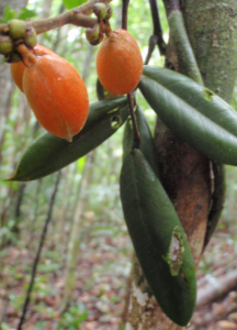 Swartzia "sparouinensis"