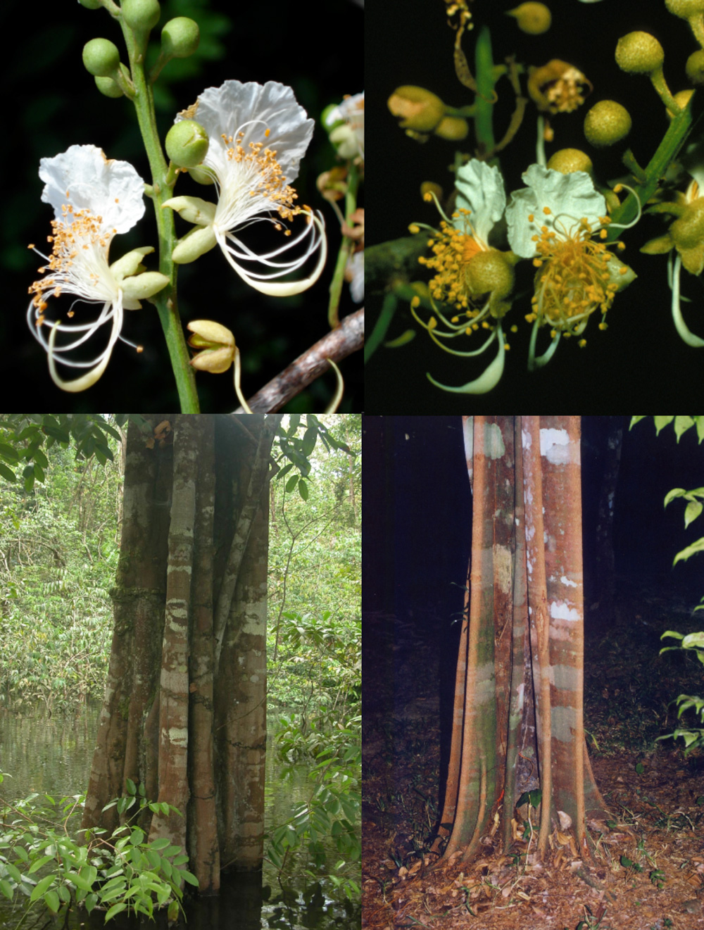 Swartzia acuminata (left) and Swartzia polyphylla (right). Photos: B. Torke (top left), The Igapo Guide Team (bottom left), S. A. Mori (top right), F. Prevost (bottom right)