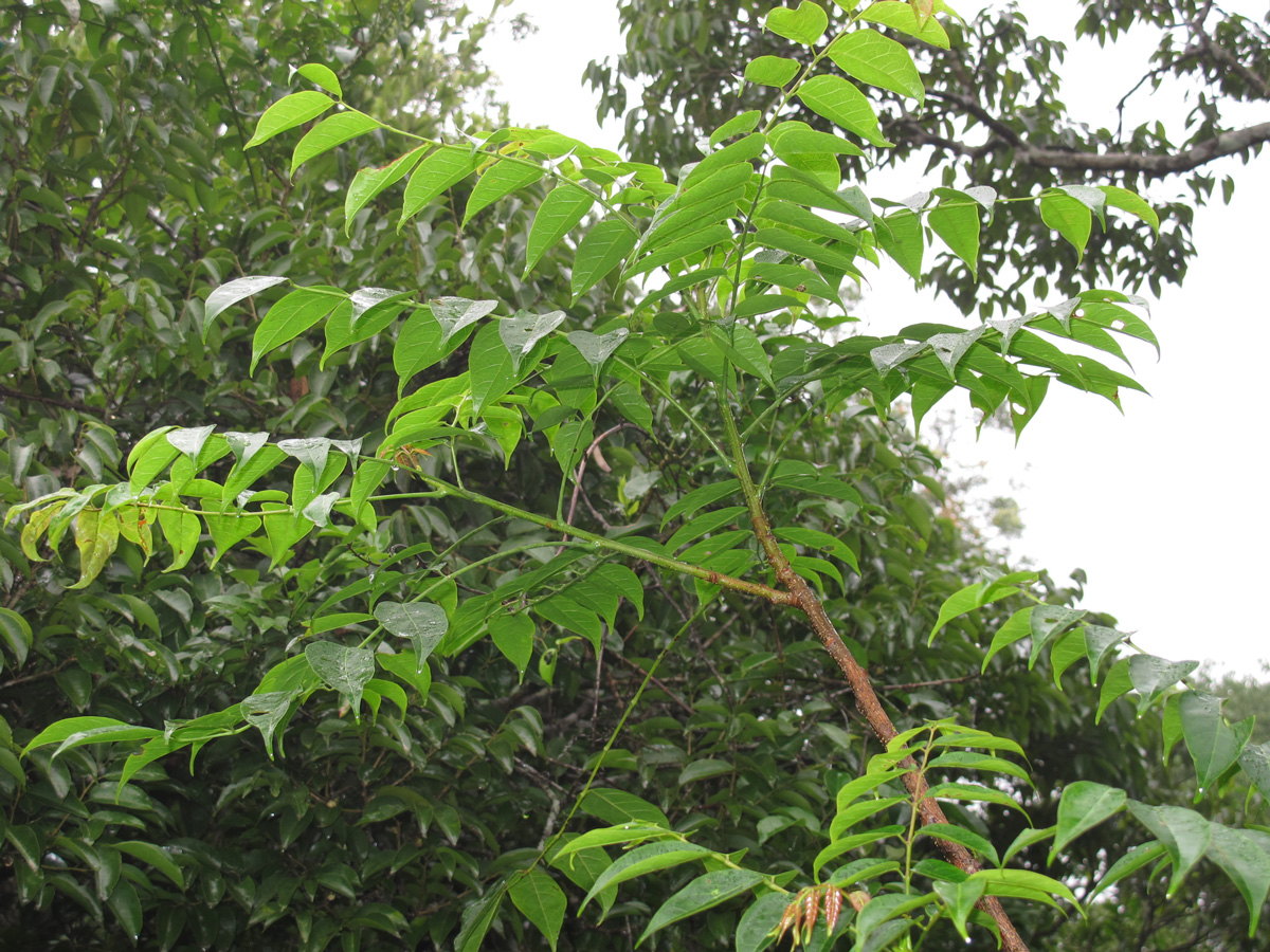 Sorting Out the Family Trees of Some Vietnamese Trees—Part Two
