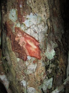 Bursera tonkinensis