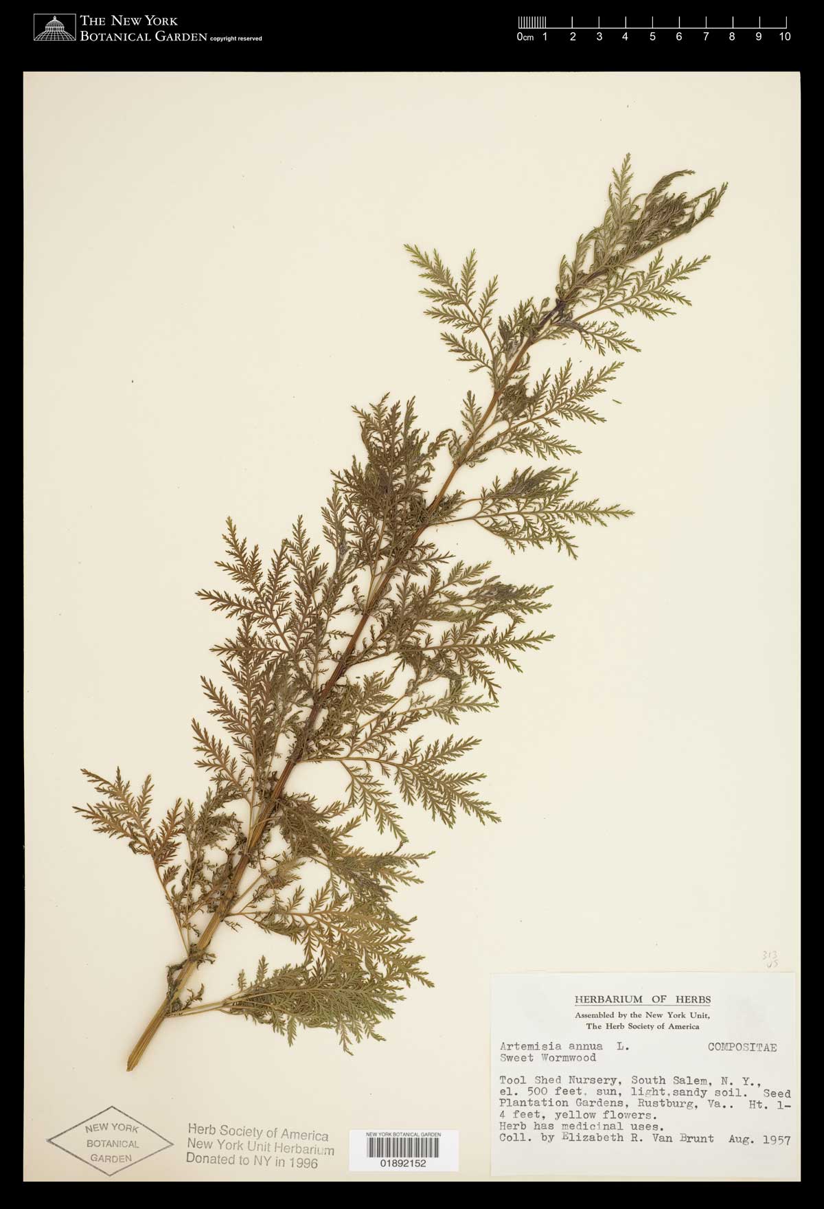 Artemisia annuaherbarium specimen
