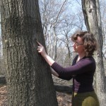 Jessica Allen indicating where some of the old man’s beard lichen transplants were installed