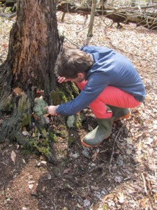 James Lendemer examining a reindeer lichen transplant