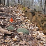 Reindeer lichen installed in the Thain Family Forest