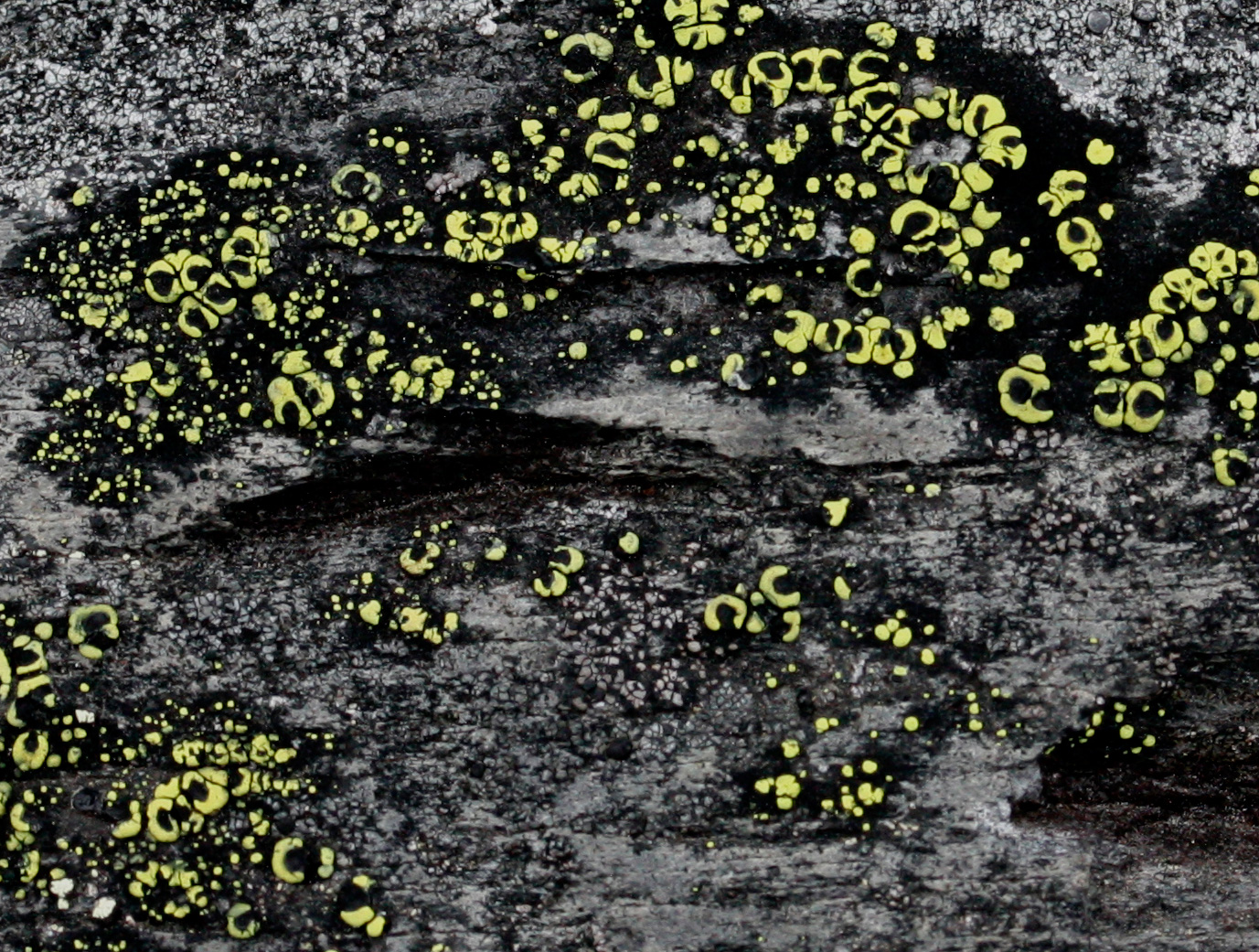 Rhizocarpon lecanorinum lichen