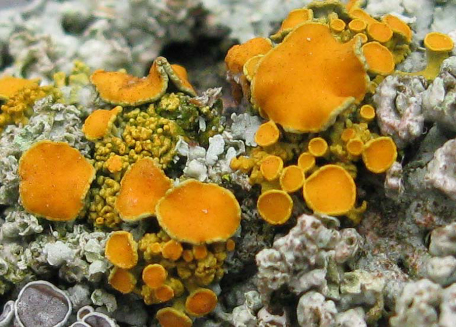 Xanthoria polycarpa lichen
