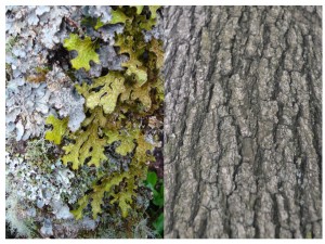 This composite image shows, on the left,  a lichen-covered tree in a healthy forest in the Black Mountains of North Carolina and, on the right, how most trees in New York City look.