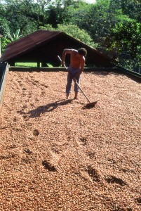 Process of drying out the cacao beans for chocolate production.