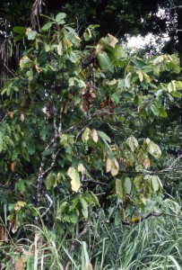 Witches' Broom Disease Moniliophthora perniciosa theobroma cacao