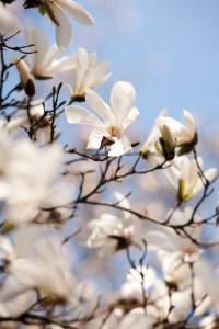 Magnolia-salicifolia-