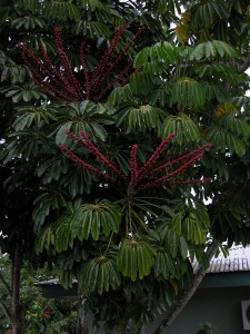 The Queensland Umbrella Tree