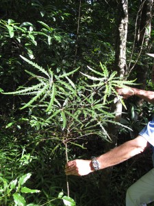 A Schefflera plant, shown in its native habitat on New Caledonia, an island in the South Pacific