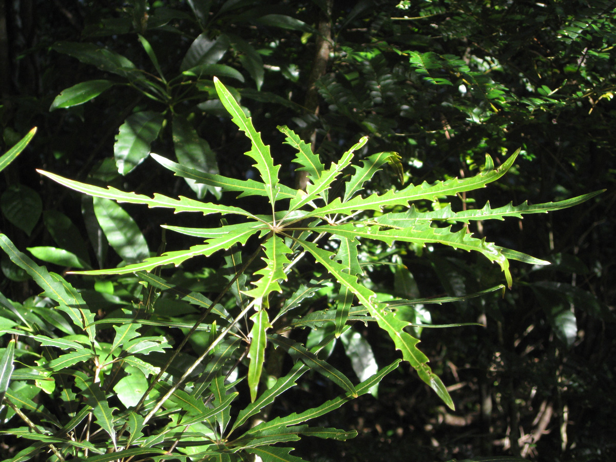 Although it is one of the most popular cultivated indoor plants in the world, it is endangered on New Caledonia because of habitat destruction.