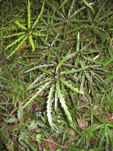  Schefflera elegantissima